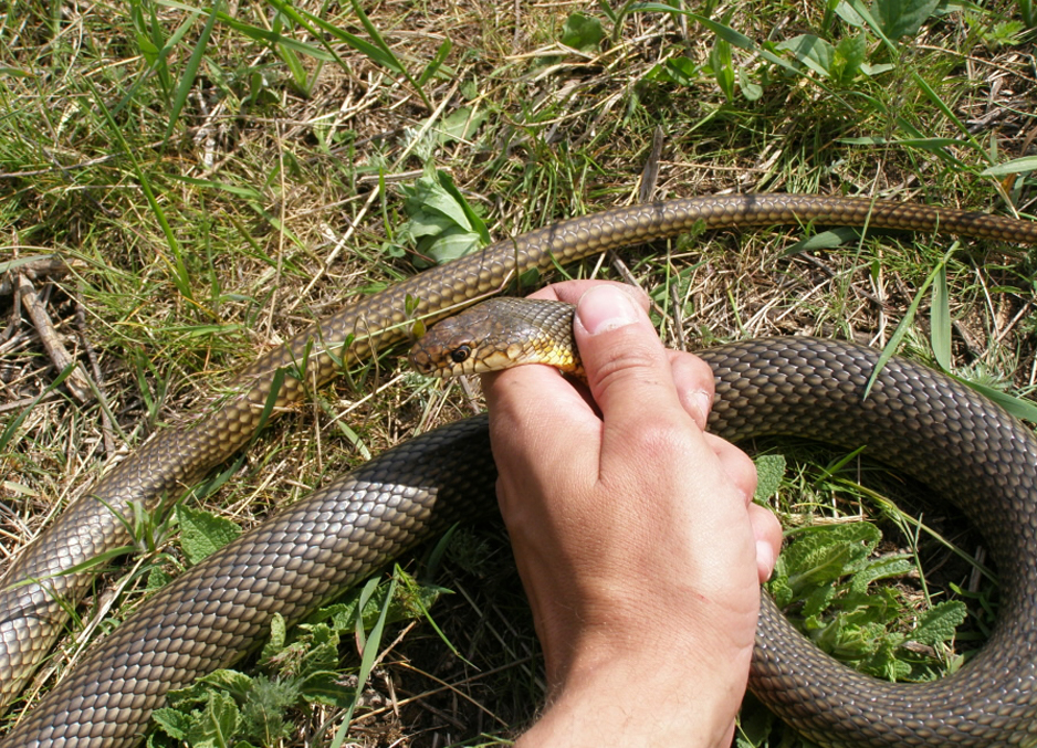 Желтобрюх. Желтобрюхий полоз (Dolichophis caspius). Желтобрюхий полоз Краснодарский. Желтобрюхий полоз Краснодарский край. Желтобрюх змея.