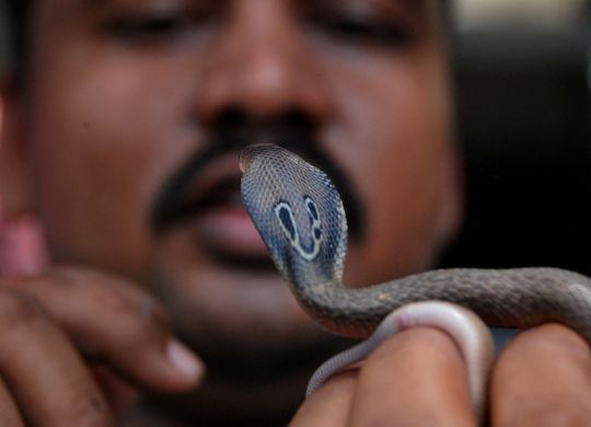 Snake handler Subhendu Malllik holds up an Indian baby cobra hatchling after it emerged from an egg on the outskirts of Bhubaneswar on June 21, 2011. The Indian cobra (naja naja) is a venomous snake indigenous to South Asia, found across India, Pakistan, Bangladesh and Sri Lanka. AFP PHOTO/ASIT KUMAR (Photo credit should read ASIT KUMAR/AFP/Getty Images)