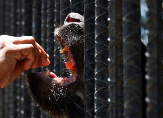 no-hay-alimentos-en-zoologico-de-venezuela